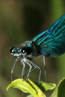 06-7513 Close up of the Head of a Male Dark Winged Demoiselle (Calopteryx splendens, xanthostoma)
